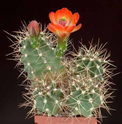 Echinocereus_roemeri